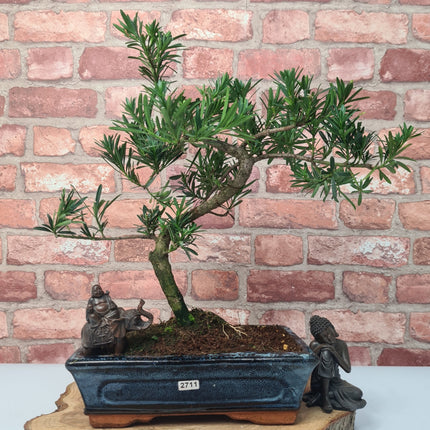 Buddhist Pine (Podocarpus Micro) Bonsai Tree | Shaped | In 25cm Pot