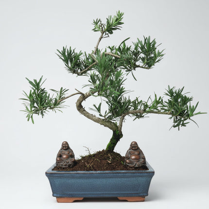 Buddhist Pine (Podocarpus Micro) Bonsai Tree | Shaped | In 25cm Pot