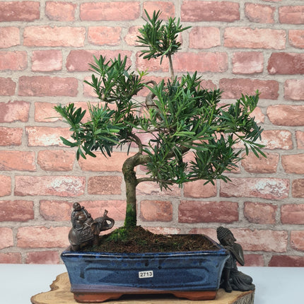 Buddhist Pine (Podocarpus Micro) Bonsai Tree | Shaped | In 25cm Pot