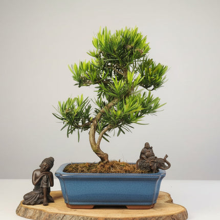 Buddhist Pine (Podocarpus Micro) Bonsai Tree | Shaped | In 30cm Pot
