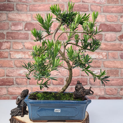 Buddhist Pine (Podocarpus Micro) Bonsai Tree | Shaped | In 25cm Pot