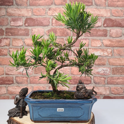 Buddhist Pine (Podocarpus Micro) Bonsai Tree | Shaped | In 25cm Pot