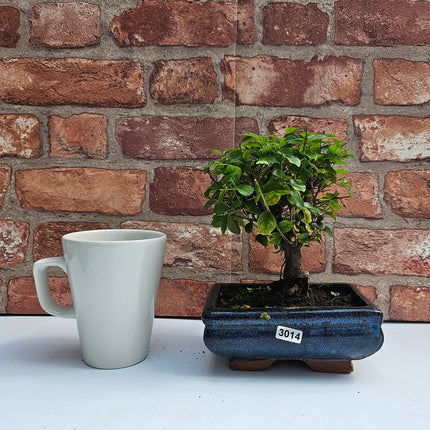 Bird Plum (Sageretia) Bonsai Tree | Broom | In 15cm Pot