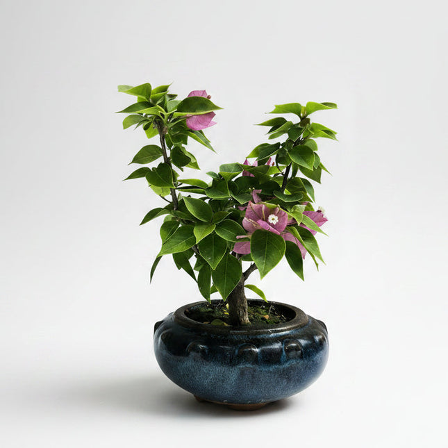 Bougainvillea Bonsai Tree | Broom | In 15cm Pot