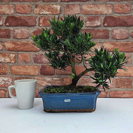 Buddhist Pine (Podocarpus Micro) Bonsai Tree | Shaped | In 25cm Pot