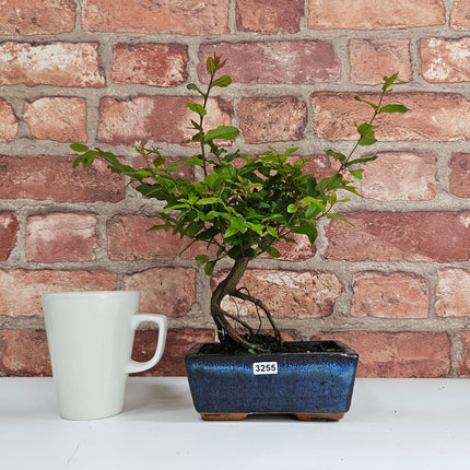 Bird Plum (Sageretia) Bonsai Tree | Broom | In 15cm Pot