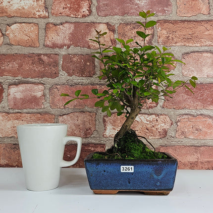 Bird Plum (Sageretia) Bonsai Tree | Broom | In 15cm Pot