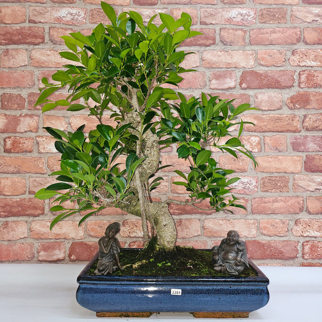 <h4>Bonsai trees, Accessories, and Equipment.</h4>