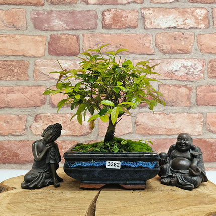 Bird Plum (Sageretia) Bonsai Tree | Broom | In 15cm Pot