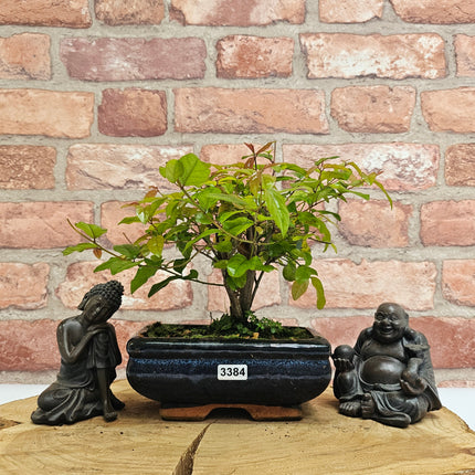 Bird Plum (Sageretia) Bonsai Tree | Broom | In 15cm Pot