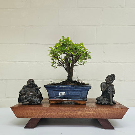 Bird Plum (Sageretia) Bonsai Tree | Broom | In 15cm Pot