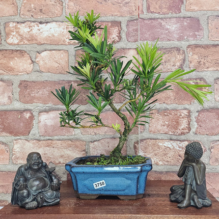 Buddhist Pine (Podocarpus Micro) Bonsai Tree | Shaped | In 15cm Pot