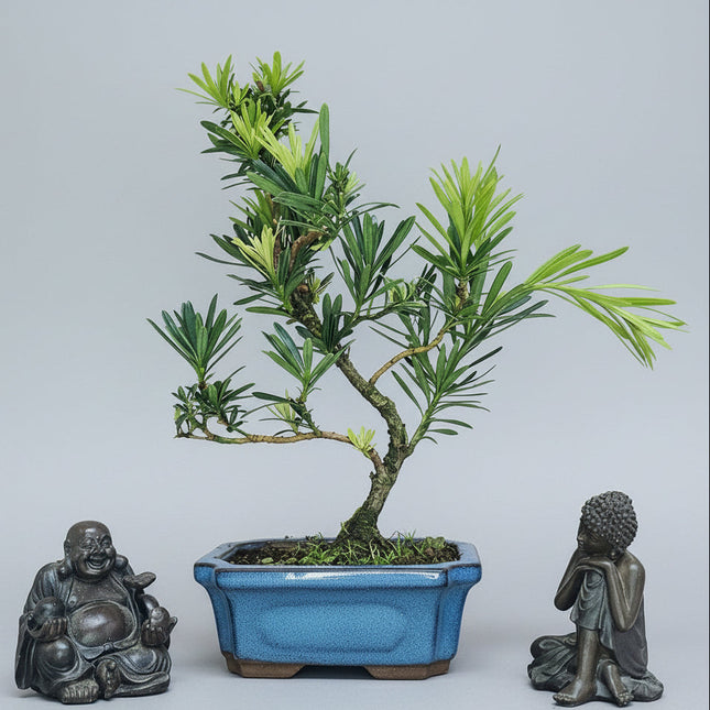 Buddhist Pine (Podocarpus Micro) Bonsai Tree | Shaped | In 15cm Pot