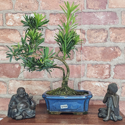 Buddhist Pine (Podocarpus Micro) Bonsai Tree | Shaped | In 15cm Pot