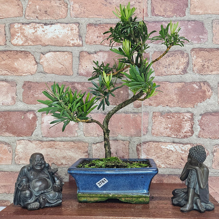 Buddhist Pine (Podocarpus Micro) Bonsai Tree | Shaped | In 15cm Pot
