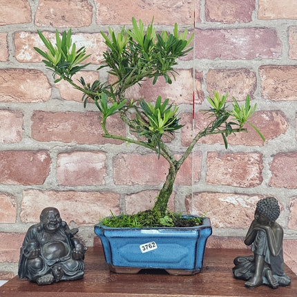 Buddhist Pine (Podocarpus Micro) Bonsai Tree | Shaped | In 15cm Pot