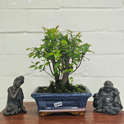 Bird Plum (Sageretia) Bonsai Tree | Broom | In 15cm Pot