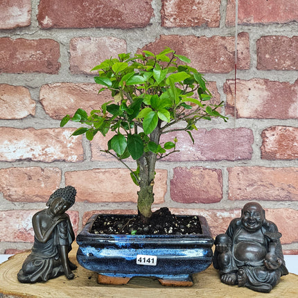 Bird Plum (Sageretia) Bonsai Tree | Broom | In 15cm Pot