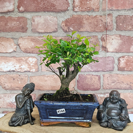 Bird Plum (Sageretia) Bonsai Tree | Broom | In 15cm Pot