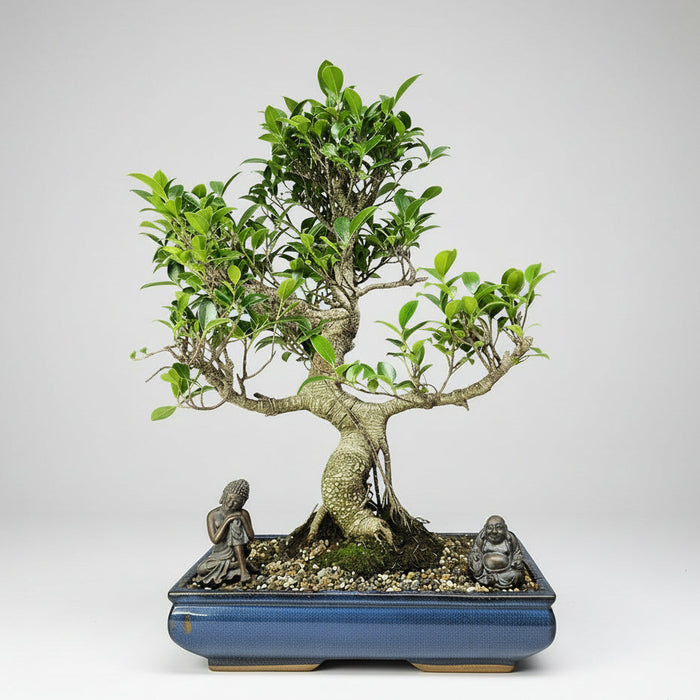 Ficus Microcarpa (Banyan Fig) Large Indoor Bonsai Tree | Shaped | In 40cm Pot