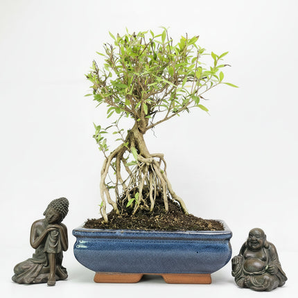 Snow Rose (Serissa) Bonsai Tree | Broom | In 20cm Pot