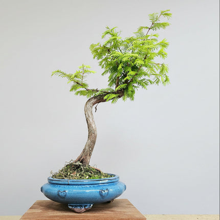 Dawn Redwood (Metasequoia) Bonsai Tree | Shaped | In 25cm Pot