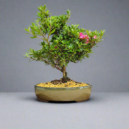 Azalea (Rhododendron) Bonsai Tree | Shaped | In 25cm Pot