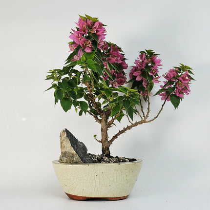 Bougainvillea Bonsai Tree | Broom | In 16cm Pot With Rock