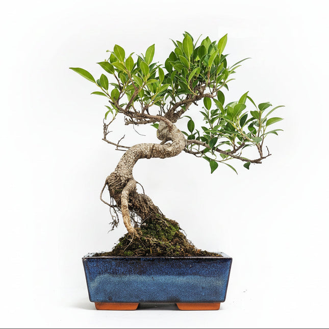 Ficus Microcarpa (Banyan Fig) Indoor Bonsai Tree | Shaped | In 20cm Pot