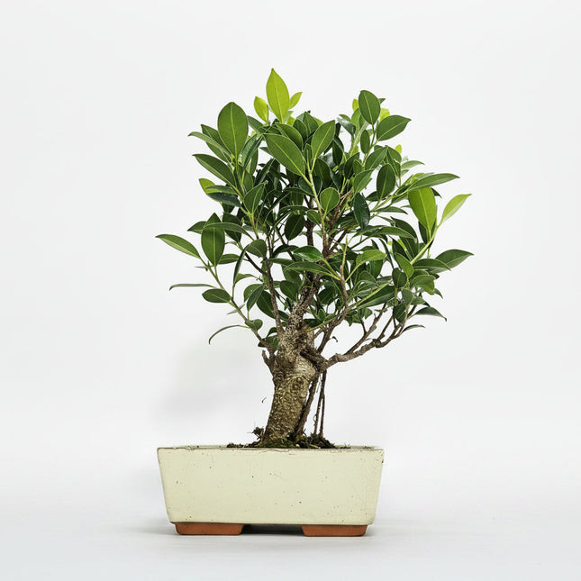 Ficus Microcarpa (Banyan Fig) Indoor Bonsai Tree | Broom | In 20cm Pot