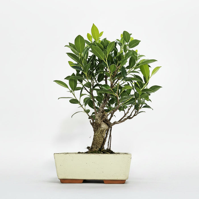 Ficus Microcarpa (Banyan Fig) Indoor Bonsai Tree | Broom | In 20cm Pot