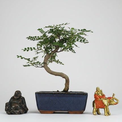 Chinese Pepper (Zanthoxylum Pipertum) Bonsai Tree | Shaped | In 15cm Pot