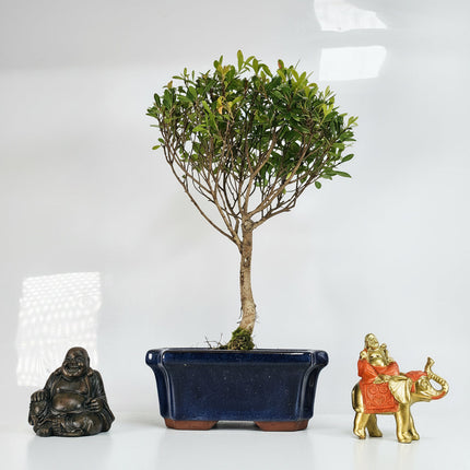 Brush Cherry (Syzygium) Bonsai Tree | Broom | In 15cm Pot