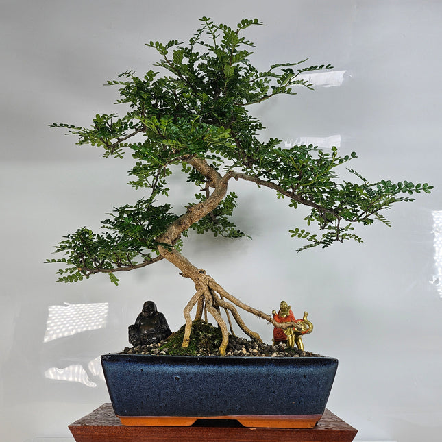 Chinese Pepper (Zanthoxylum Pipertum) Bonsai Tree | Shaped | In 30cm Pot