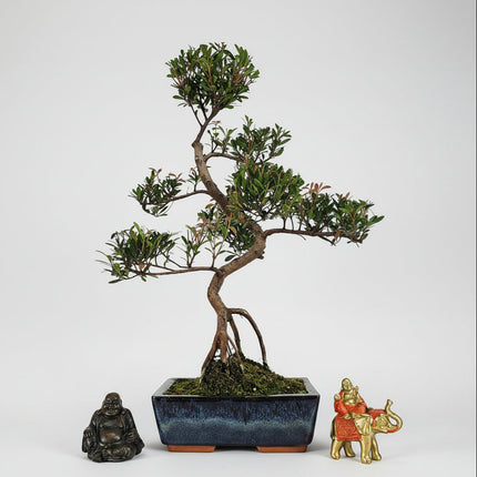 Brush Cherry (Syzygium) Bonsai Tree | Shaped | In 20cm Pot