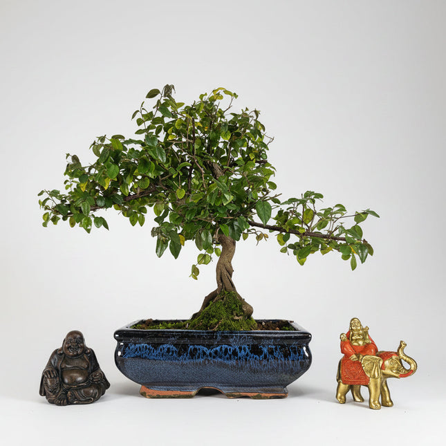 Bird Plum (Sageretia) Bonsai Tree | Shaped | In 20cm Pot