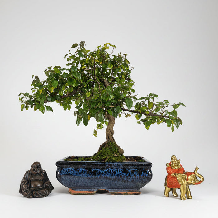 Bird Plum (Sageretia) Bonsai Tree | Shaped | In 20cm Pot