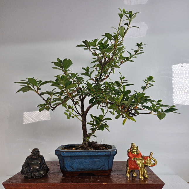 Azalea (Rhododendron) Bonsai Tree | Shaped | In 15cm Pot