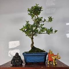 Collection image for: Bonsai trees, Accessories, and Equipment.