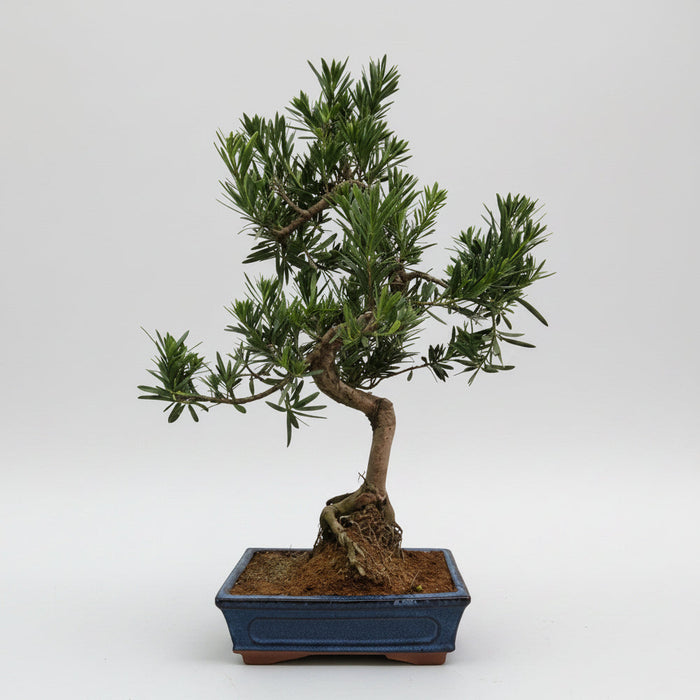 Buddhist Pine (Podocarpus Micro) Bonsai Tree | Shaped | In 25cm Pot