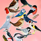 Any 3 birds- state choice in notes