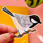 Coal tit