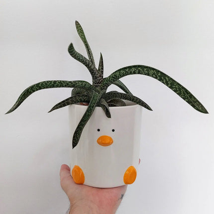 Duck Plant Pot (by Haus of Honk)