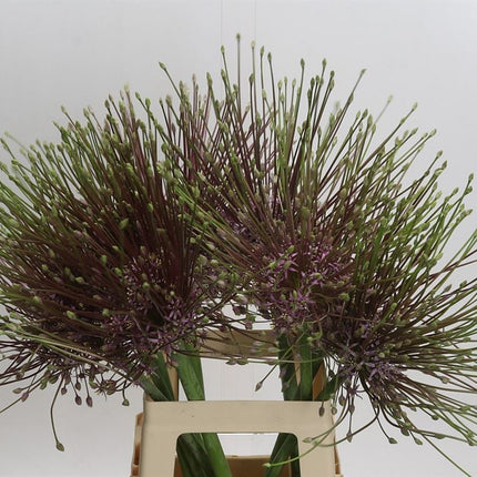 Allium Schubertii (10 Stems)