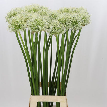Allium Mount Everest (10 Stems)