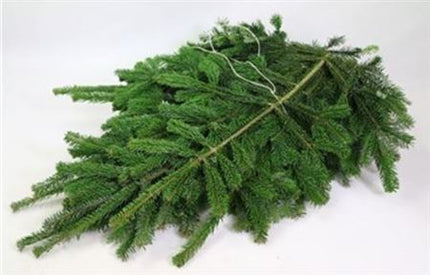 Nordmann Blue Spruce - Other Greenery Per Bunch
