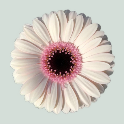 Germini Abby Lou (20 Stems)