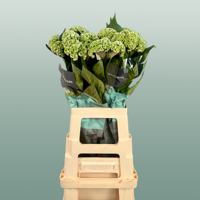 Celosia Act Verda