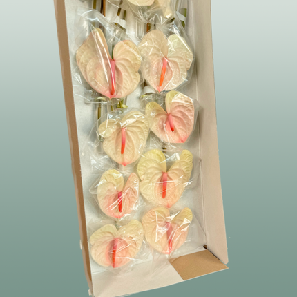 Anthurium Acura