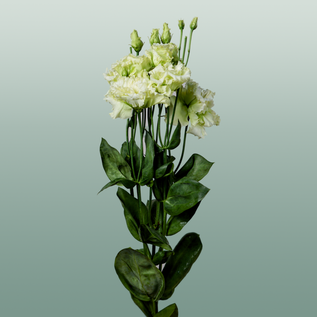 Eustoma Alissa Green (10 Stems)